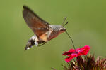 Esfinge colibrí