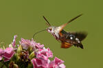 Esfinge colibrí