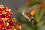 Esfinge colibrí