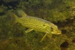 Esox lucius