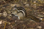 Esquirol llistat siberià