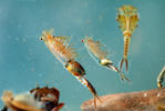 Eubranchipus grubii