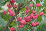 Euonymus europaeus