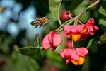 Euonymus europaeus