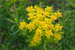 Euphorbia palustris