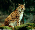 Eurasian Lynx