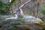 Eurasian Lynx