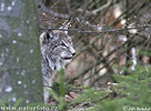 Eurasian Lynx