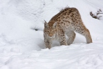 Eurasian Lynx