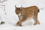 Euraziatische lynx