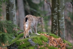 Euraziatische lynx