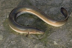 Europæisk ål
