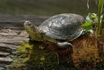 Europæisk sumpskildpadde