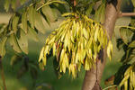 European ash, Common ash