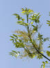 European ash, Common ash