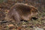 European Beaver