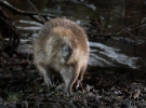 European Beaver