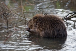 European Beaver