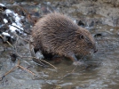 European Beaver