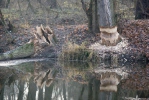 European Beaver