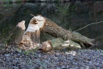 European Beaver