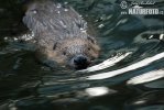 European Beaver