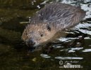 European Beaver