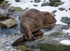 European Beaver