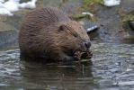 European Beaver