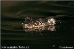 European Beaver