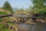 European Beaver