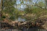 European Beaver