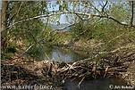 European Beaver