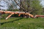 European Beaver