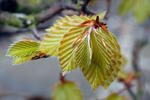 European Beech