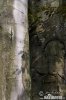 European Beech