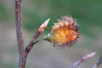 European Beech