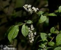 European Bird Cherry