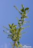 European Bird Cherry