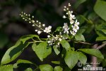 European Bird Cherry