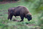 European Bison, Wisent