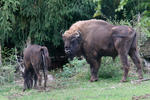 European Bison, Wisent