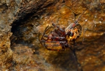 European Cave Spider