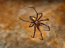 European Cave Spider