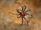 European Cave Spider