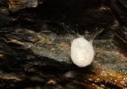 European Cave Spider