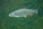 European Chub