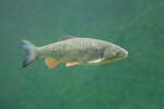 European Chub