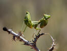 European Dwarf Mantis