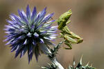 European Dwarf Mantis